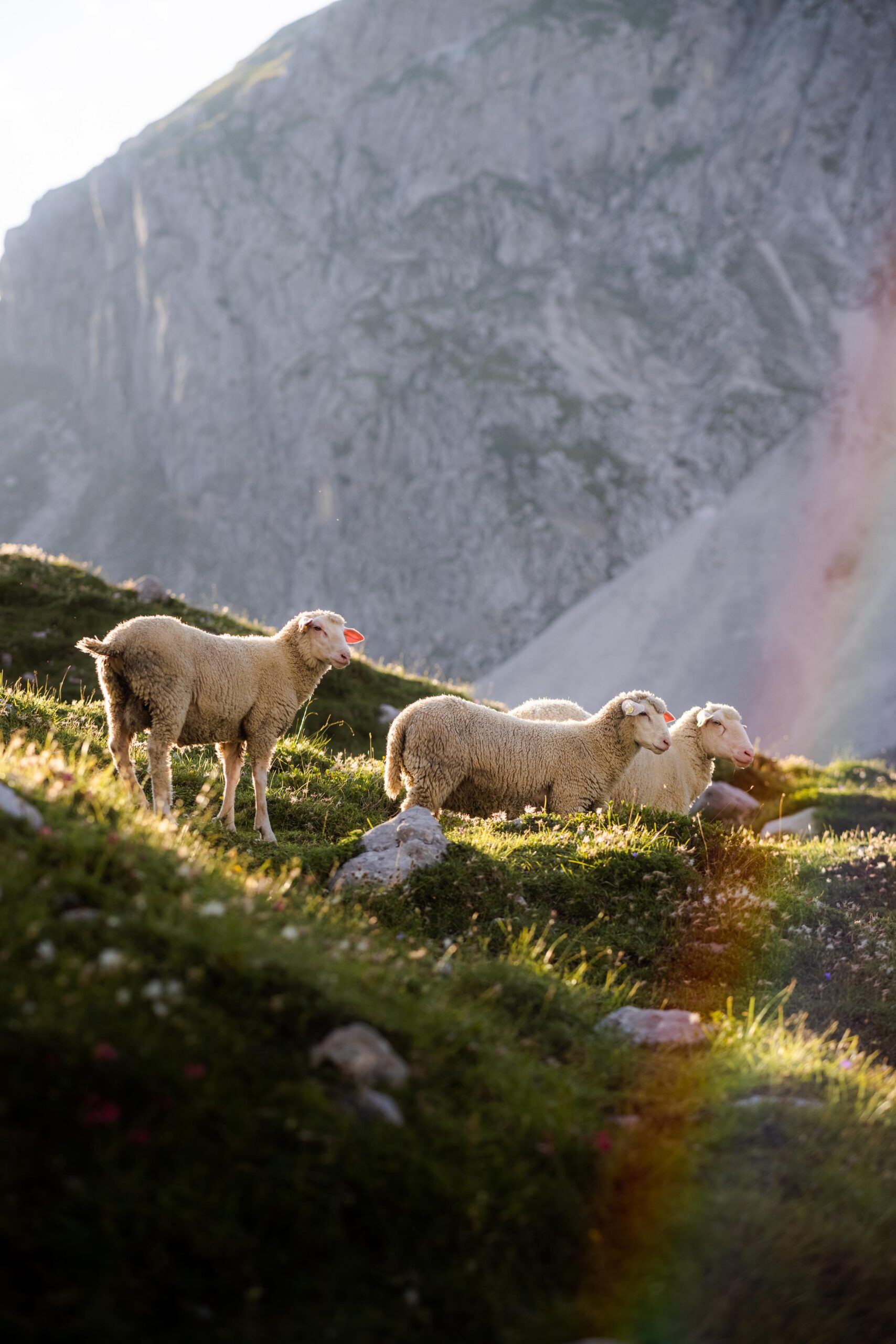 gruezi_bag-schafe-image (1)