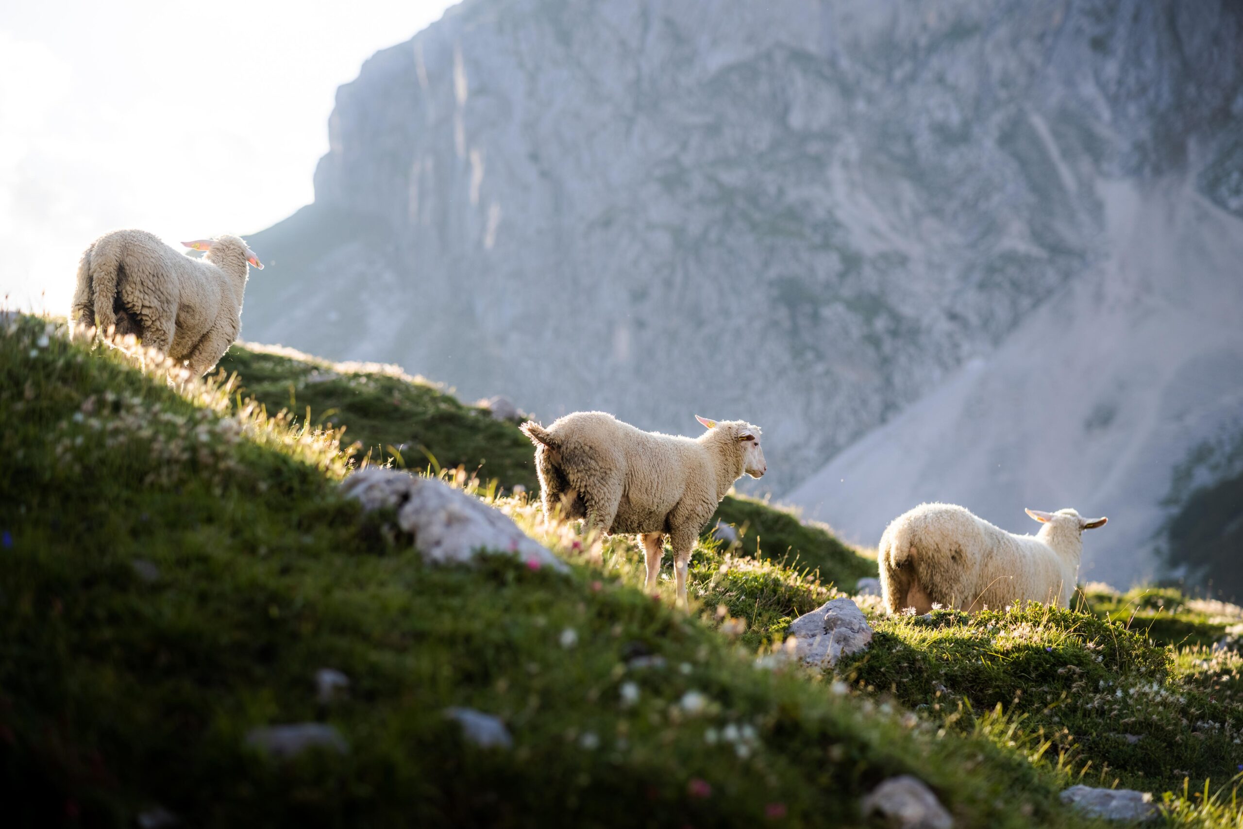 gruezi_bag-schafe-image (2)